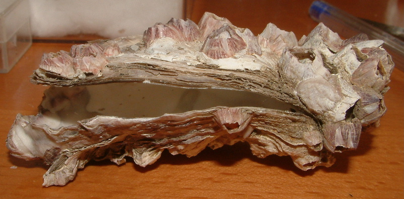 una ostrica da determinare